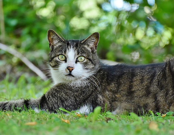 clientes-veterinaria-01